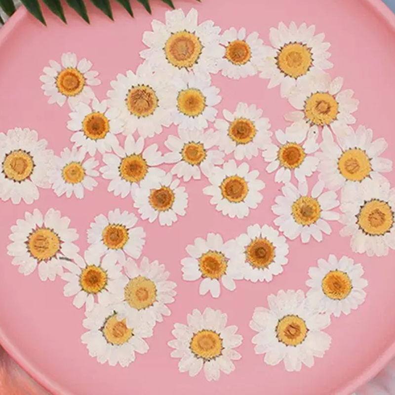 Resin Craft Ideas - ดอกเดซี่คริสตัลสีขาวธรรมชาติ 100 ชิ้น ตัวอย่างพืช ดอกไม้แห้งแท้ ดอกไม้กดแห้ง