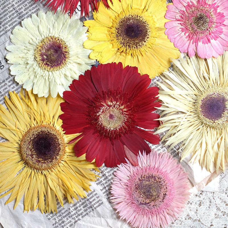 Resin Craft Ideas - ดอกเกอร์เบอร์ร่าแห้ง 1 ชิ้น/7-9 ซม. สีสันสดใส สำหรับงาน