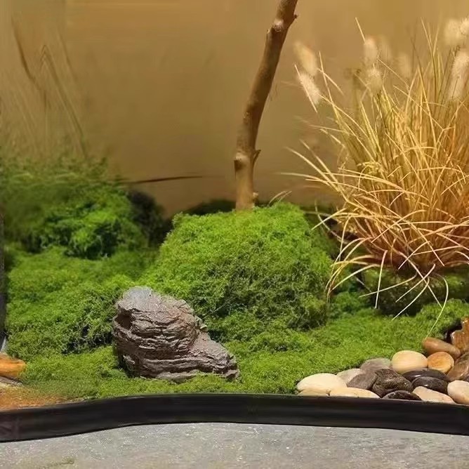 มอสอมตะ 200 กรัม สำหรับงาน DIY - Terrarium Moss Art บทวิจารณ์และราคา