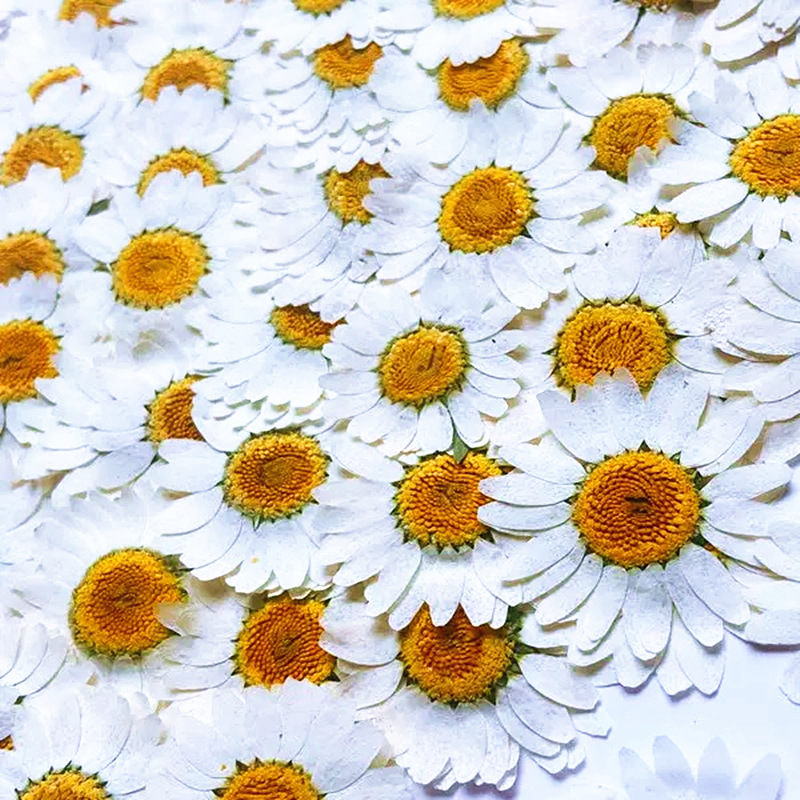 ดอกเดซี่คริสตัลสีขาวธรรมชาติ 1 - Resin Craft Ideas บทวิจารณ์และราคา