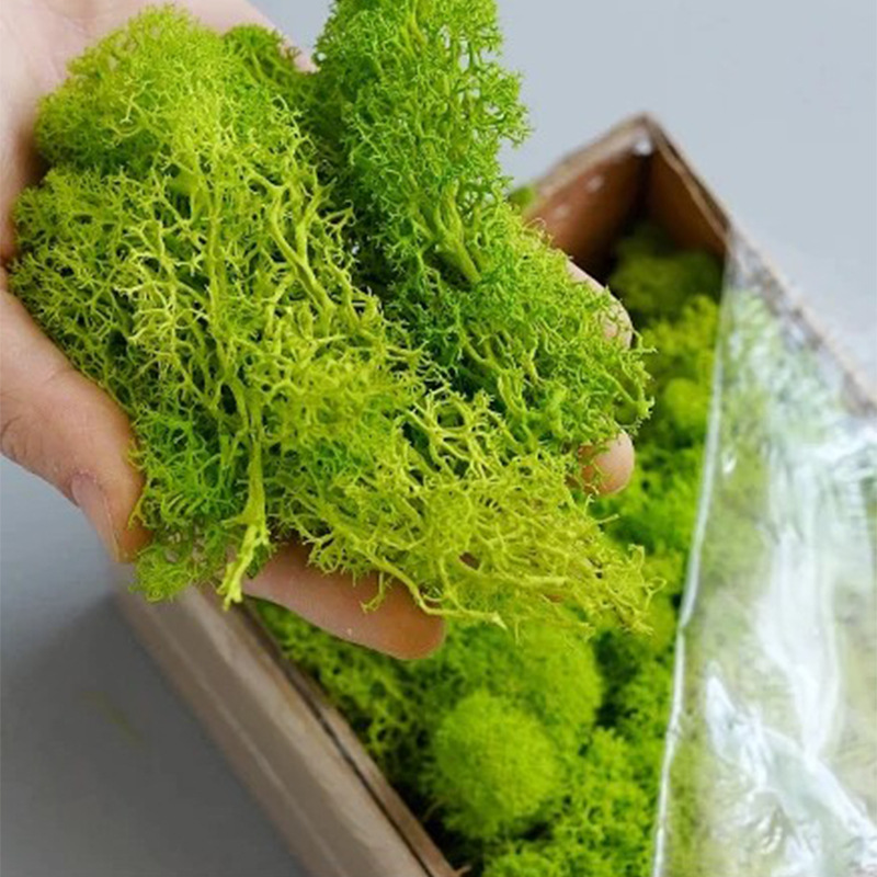 100/200/500 กรัม มอสอมตะ สำหรั - Terrarium Moss Art บทวิจารณ์และราคา