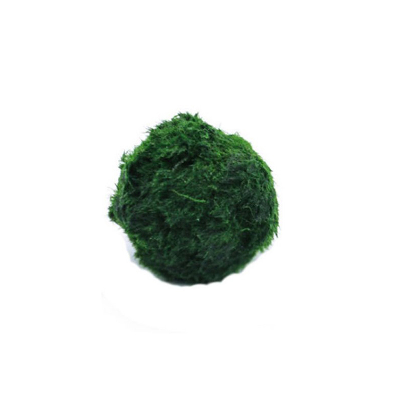 มาริโม่ มอสบอล ต้นไม้ประดับตู้ - Terrarium Moss Art บทวิจารณ์และราคา