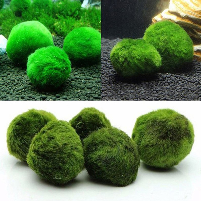มาริโม่ มอสบอล ต้นไม้ประดับตู้ - Terrarium Moss Art บทวิจารณ์และราคา