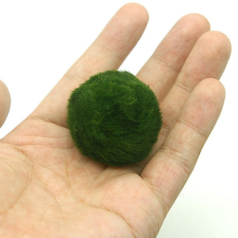 มาริโม่ มอสบอล ต้นไม้ประดับตู้ - Terrarium Moss Art บทวิจารณ์และราคา