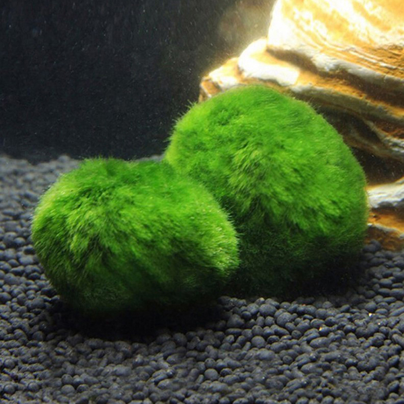 มาริโม่ มอสบอล ต้นไม้ประดับตู้ - Terrarium Moss Art บทวิจารณ์และราคา