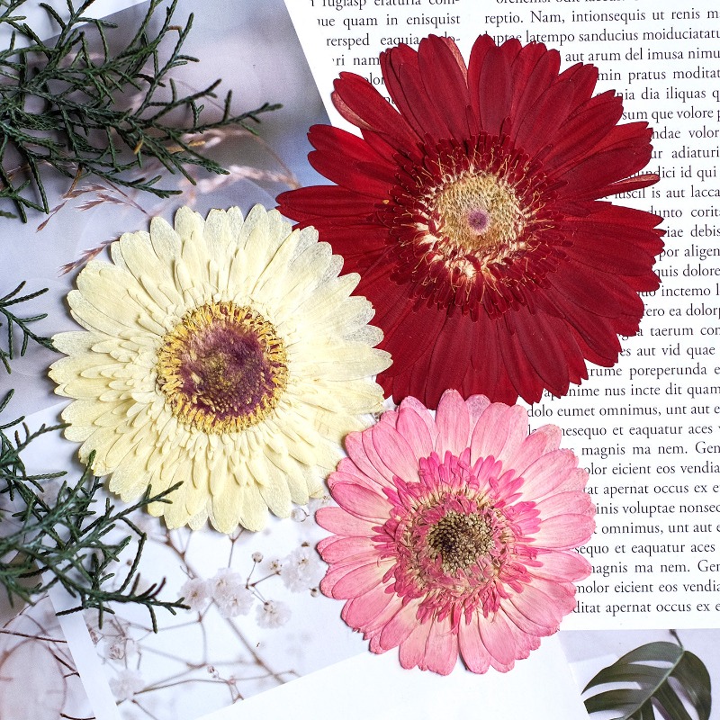 ดอกเกอร์เบอร์ร่าแห้ง 1 ชิ้น/7- - Resin Craft Ideas บทวิจารณ์และราคา