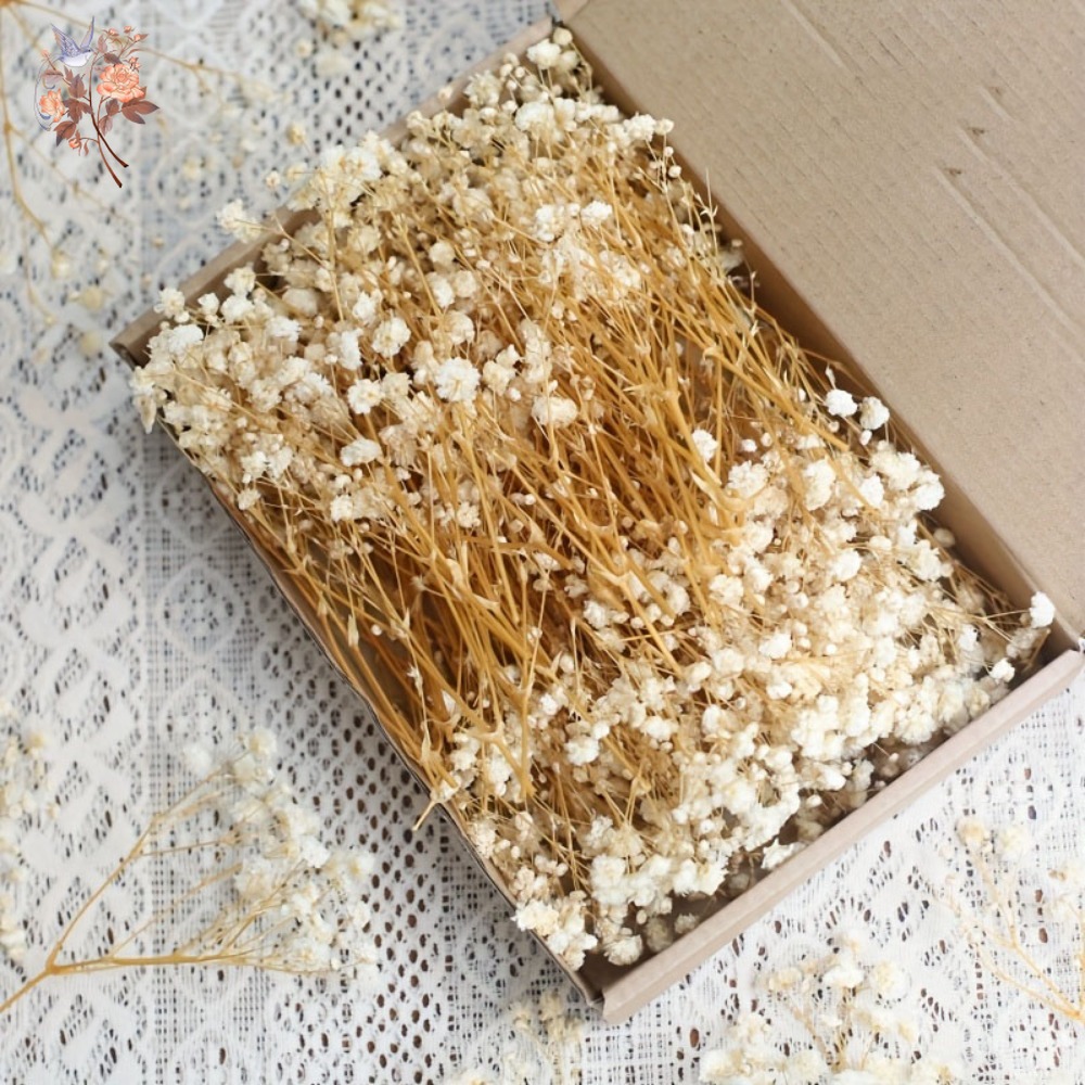 ดอกยิปโซฟิล่าแห้งขนาดเล็ก 100  - Resin Craft Ideas บทวิจารณ์และราคา